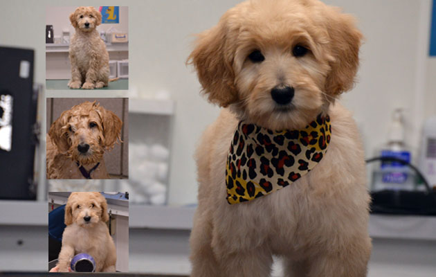Puppies need to receive first grooming by 12 weeks old.