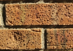 Water beading on treated brick